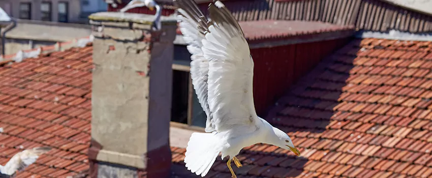 Residential Chimney Animal Removal Solution in Palm Beach Gardens, FL